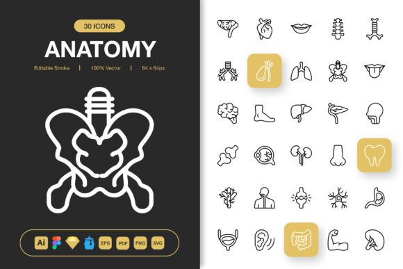 Anatomy Icons: Graphics for Every Project